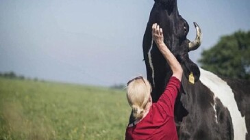Salt Beyoğlu’ndaki “Hayvanların Yaşamı” standı kapsamında hazırlanan gösterim programı 3 Temmuz’da Açık Sinema’da başlıyor.