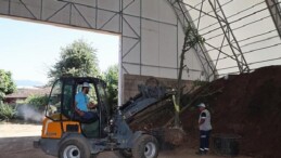 Sökülen ağaçlar geleceğe taşınıyor