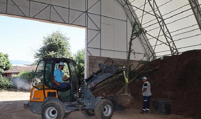 Sökülen ağaçlar geleceğe taşınıyor