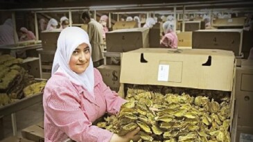 Tütün kesimi 7 yıl sonra ihracatta 1 milyar dolar hududunu aştı