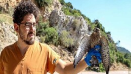 Yetişkinliğe erişen kerkenez yavruları doğal ortamlarına bırakıldı