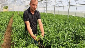 Çağdaş seralarda hasat rahmeti