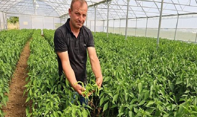 Çağdaş seralarda hasat rahmeti