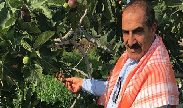 Cennet meyvesi incirler oldu ihracat seyahati başladı
