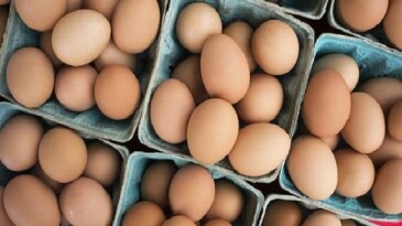 DFİF kesintisi kalktı, yumurta ihracatçısı rahatladı