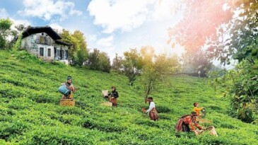 Doğuş Çay Yılda 2 Milyon Ton Tarım Eserini İktisada Kazandırıyor