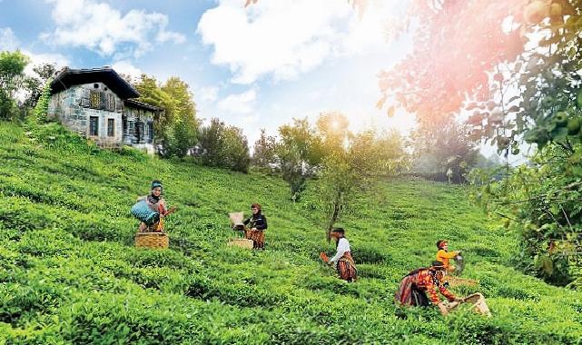 Doğuş Çay Yılda 2 Milyon Ton Tarım Eserini İktisada Kazandırıyor