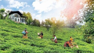 Doğuş Çay Yılda 2 Milyon Ton Tarım Eserini İktisada Kazandırıyor