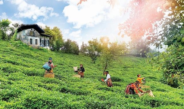 Doğuş Çay Yılda 2 Milyon Ton Tarım Eserini İktisada Kazandırıyor