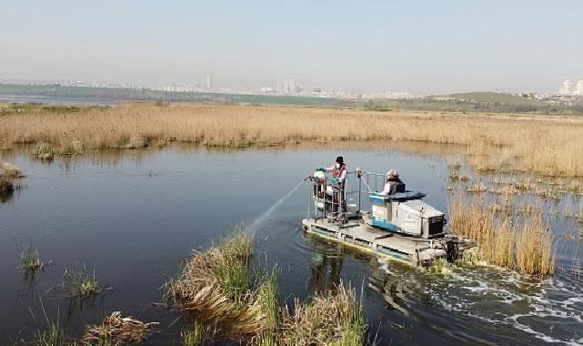 Esenyurt’ta Kemirgen Sıkıntısına Karşı İBB’den Süratli Müdahale