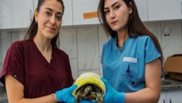 İzmir’de yangından kurtarılan kaplumbağanın tedavisi sürüyor
