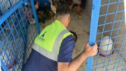 İzmir’deki yangından kurtarılan tavuklarına kavuştu