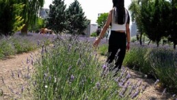 Keçiören Lavanta ve Gül Bahçesi Ziyaretçileri Mest Ediyor