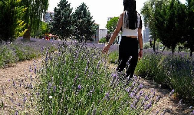 Keçiören Lavanta ve Gül Bahçesi Ziyaretçileri Mest Ediyor