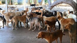 Kemer Belediyesi “Can dostlarının yanında”