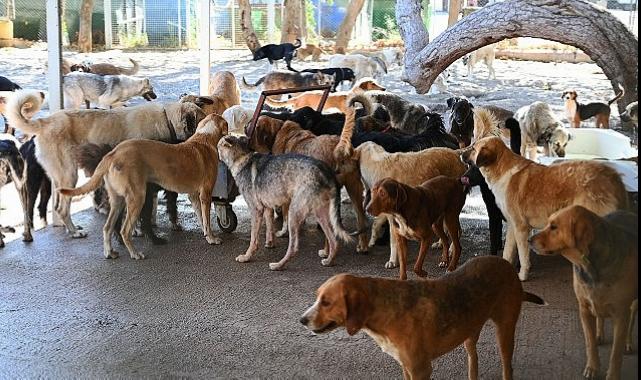 Kemer Belediyesi “Can dostlarının yanında”