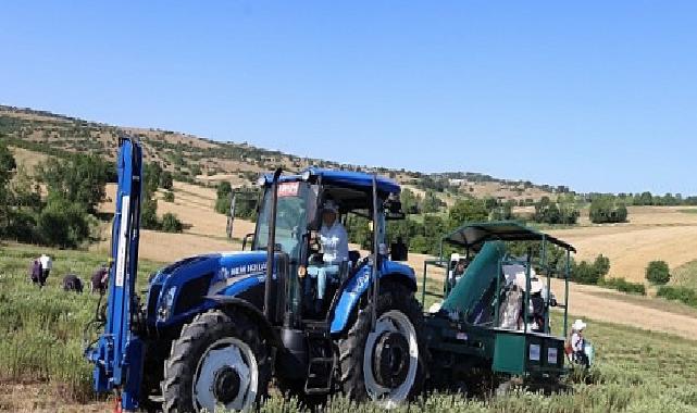 Kocaeli’de kekik hasadı başladı