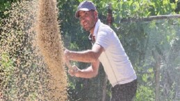 Korkuteli Yeşiloba Yaylası’nda buğday hasadı başladı