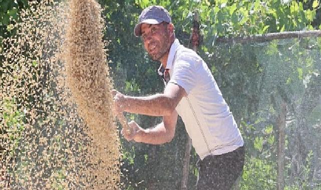 Korkuteli Yeşiloba Yaylası’nda buğday hasadı başladı