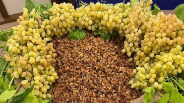 Kuru meyve kesiminde 12 ihracat şampiyonunun 11’i Egeli