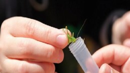 Kuzuyayla’da biyoçeşitlilik haritası çıkarıldı