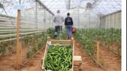 Lider Çerçioğlu’nun Tarıma ve Üreticilere Takviyeleri Sürüyor