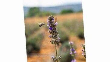 Milas Belediyesi Lavanta Hasadı Gerçekleştirdi