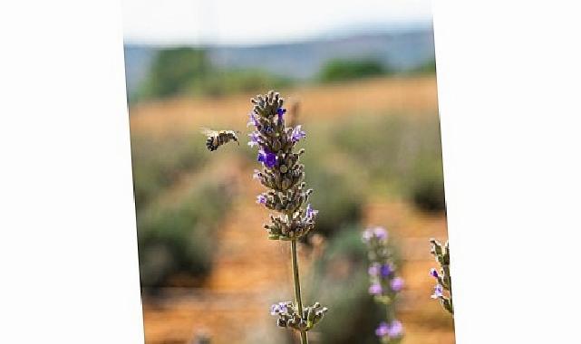Milas Belediyesi Lavanta Hasadı Gerçekleştirdi