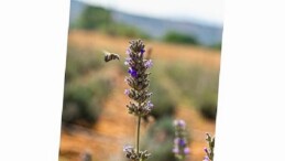 Milas Belediyesi Lavanta Hasadı Gerçekleştirdi