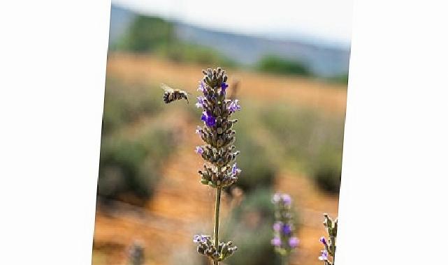 Milas Belediyesi Lavanta Hasadı Gerçekleştirdi