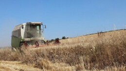 Nilüfer’de buğday hasadı başladı