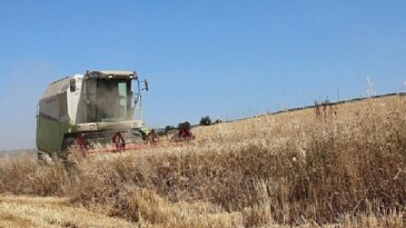 Nilüfer’de buğday hasadı başladı