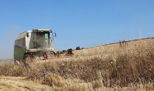 Nilüfer’de buğday hasadı başladı