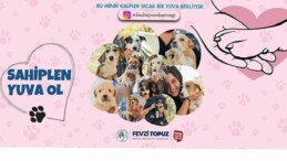 Sempatik Dostlarımız Sıcak Yuvalarını Bekliyor