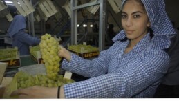 Superior Seedless çeşidi sofralık üzümün ihracat seyahati 16 Temmuz’da başladı