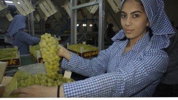 Superior Seedless çeşidi sofralık üzümün ihracat seyahati 16 Temmuz’da başladı