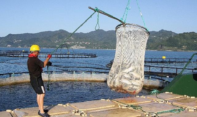 Türk somonunda gaye ihracatı 1 milyar doların üzerine taşımak