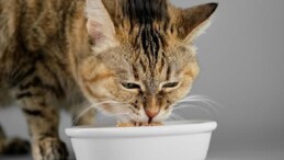 Veteriner Tabiplerden Yaz Alarmı: Kedi ve Köpekleriniz İçin Çabucak Uygulayabileceğiniz 7 Teklif