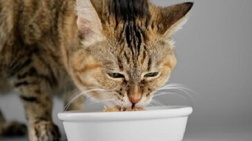 Veteriner Tabiplerden Yaz Alarmı: Kedi ve Köpekleriniz İçin Çabucak Uygulayabileceğiniz 7 Teklif