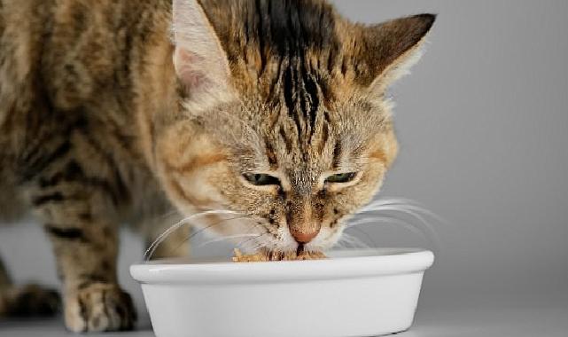 Veteriner Tabiplerden Yaz Alarmı: Kedi ve Köpekleriniz İçin Çabucak Uygulayabileceğiniz 7 Teklif