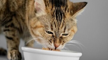 Veteriner Tabiplerden Yaz Alarmı: Kedi ve Köpekleriniz İçin Çabucak Uygulayabileceğiniz 7 Teklif