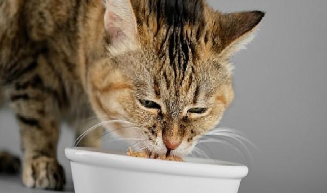 Veteriner Tabiplerden Yaz Alarmı: Kedi ve Köpekleriniz İçin Çabucak Uygulayabileceğiniz 7 Teklif