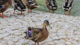 Yaralı Yavru Ördek Kuğulu Park Ailesine Katıldı