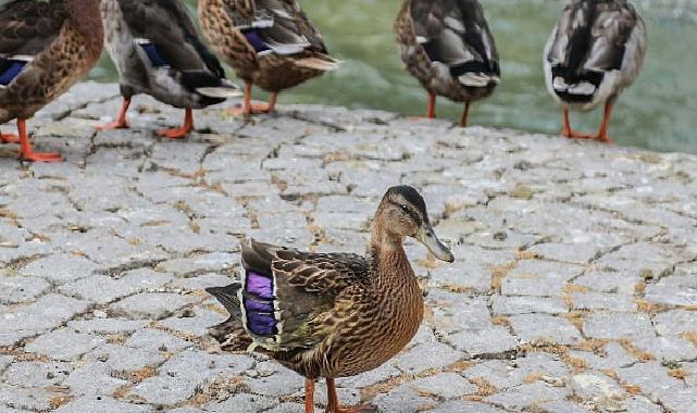 Yaralı Yavru Ördek Kuğulu Park Ailesine Katıldı