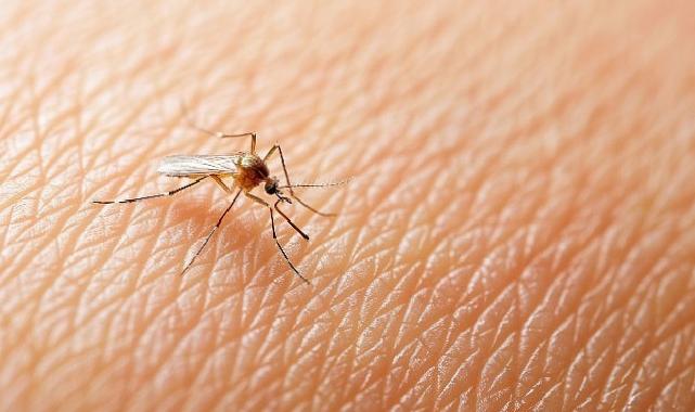 Yaz Geldi, Kene Tehlikesi Arttı!