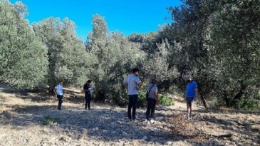 Zeytinin Ulaşım Yolları Araştırılıyor