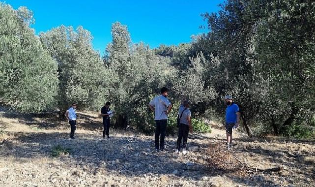 Zeytinin Ulaşım Yolları Araştırılıyor