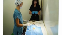 7 bin kediye taşınabilir kısırlaştırma