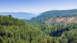 ALJ Türkiye’den 1.4 Milyon Fidan ile Başlayan Ağaç Seferberliği