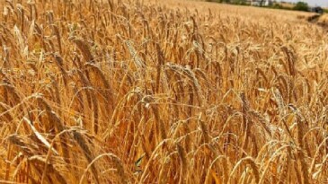 Anadolu Efes, Onarıcı Tarım Faaliyetleriyle Yetiştirilen Birinci Arpa Hasadını Gerçekleştirdi